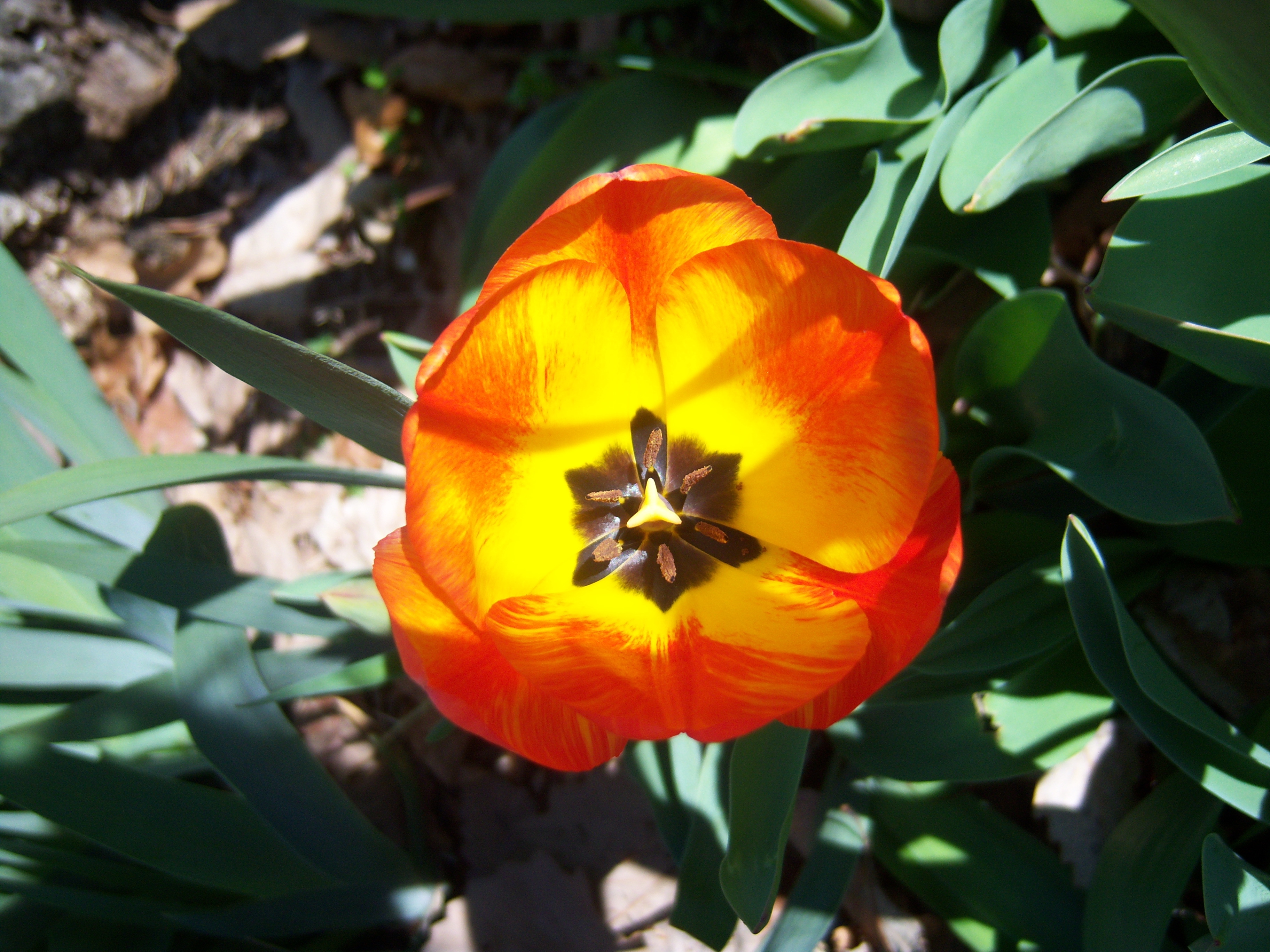 tulip orange