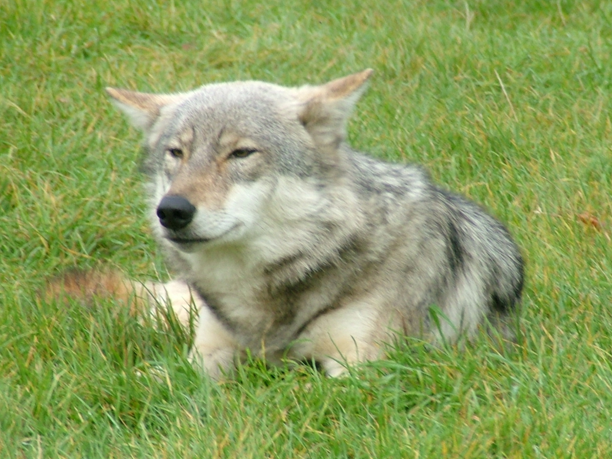 lonewolf