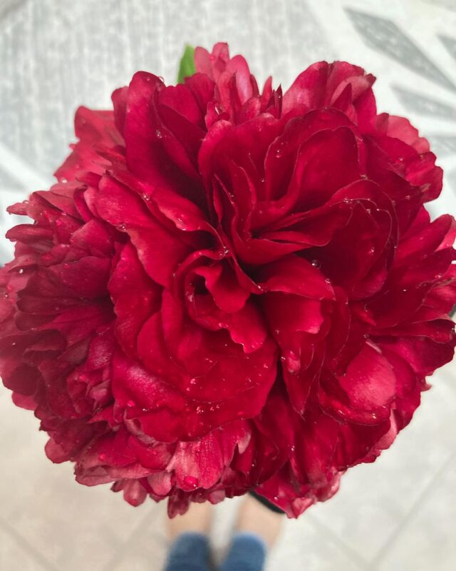 Well, you know I have to share my #flowerstagram posts, as usual! This year I had ONE red peony bloom and it was spectacular! And the coral peonies and the irises are also lovely. Just sharing to brighten your day! #flowers #appalachianspring #westvirginiaauthor #wvwriter #authorlife #flowerlover #springflowers🌸🌺🌼🌷❤️
